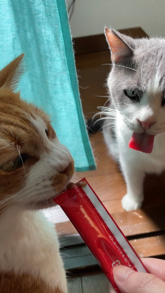 既におやつを食べたのですが…四角い舌を見せつけて圧を感じます(提供写真）