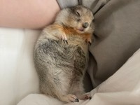 おとなしくてのんびりとした性格というハチくん。飼い主さんと一緒にお昼寝中（提供写真）