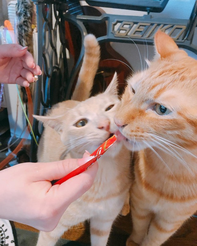 僕が食べているのに、なんだかなあ・・・