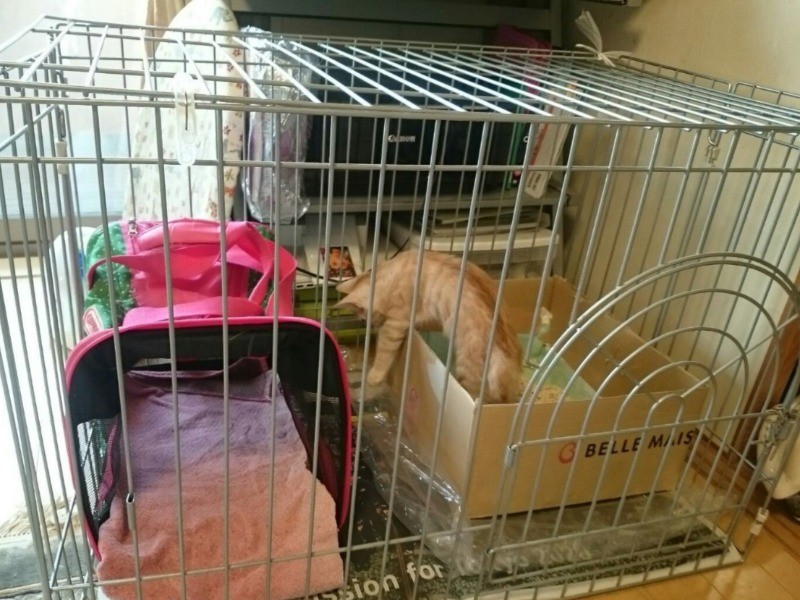 きなこが来てしばらくは、ケージの中で飼い、ジャッキーと離した