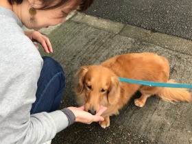 犬の吠え問題　近所からの苦情にはきちんと対処
