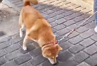 太郎の「犬らしい姿」を愛してくれる里親さんを現在も募集中