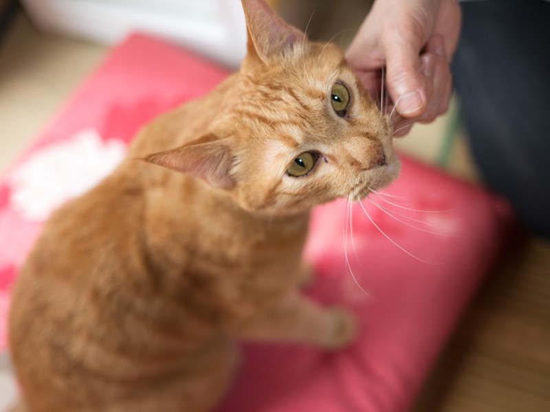「みなさん、どうぞ幸せな動物との暮らしを」（小林写函撮影）