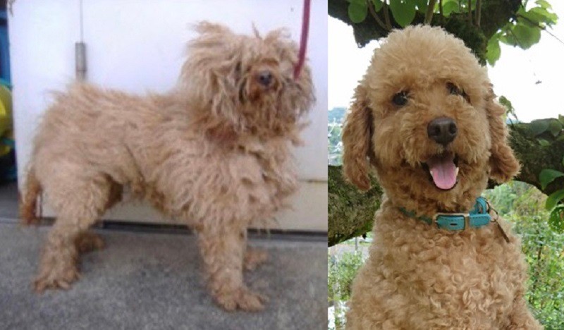 問題行動で飼育放棄されたプードルのビフォー（左）アフター（北村さん提供）