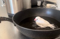 まさかの場所で水浴びをするとぅんちゃん（提供：かいぬしさん）