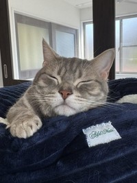 まどろむ姿がかわいい