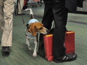 あやしい荷物、見つけ出すワン！ 大忙しの「検疫探知犬」