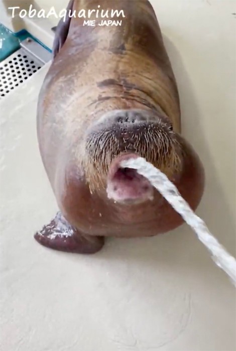 お水をゴボゴボと入れてもらい…（提供：鳥羽水族館）