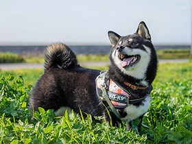 大好きなクローバー畑を走り回ってにっこり　柴犬の「小春」