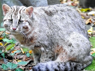 ツシマヤマネコの「さんちゃん」、ようこそ東山動植物園へ