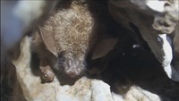 岡山県版レッドデータブック改訂　最も絶滅のリスクが高い絶滅危惧Ⅰ類に411種選定
