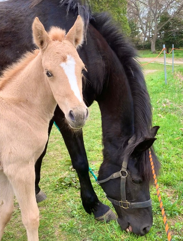 馬の親子。ポニーやサラブレッドなどの馬がいます（提供：ハイジ牧場）

