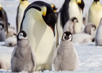 エンペラーペンギン※画像はイメージです（Danita Delimont/stock.adobe.com）