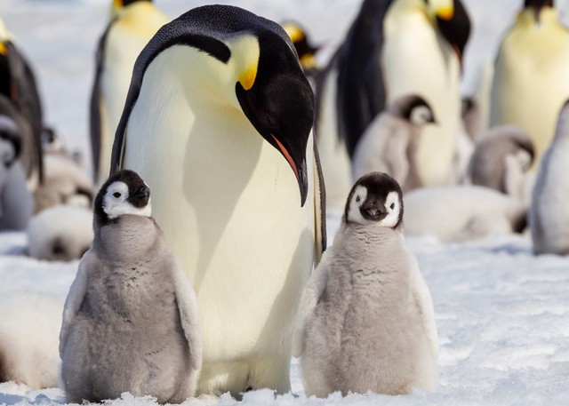 エンペラーペンギン※画像はイメージです（Danita Delimont/stock.adobe.com）