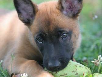 地雷探知犬を育てる　―ボスニア・ヘルツェゴビナから