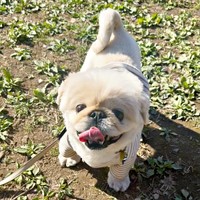 散歩中、笑顔で飼い主さんを見上げるてんてんくん（画像提供：てんてんの毎日さん）