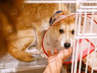 預かり初日、緊張した様子のパフィちゃん（画像提供：誠樹ナオさん）