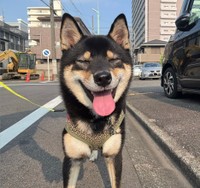 「夏の暑さに参っているおこげ」（提供：柴犬おこげさん）