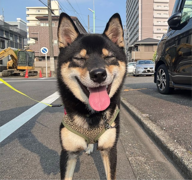 「夏の暑さに参っているおこげ」（提供：柴犬おこげさん）