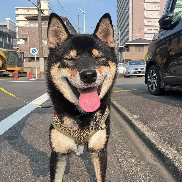 「夏の暑さに参っているおこげ」（提供：柴犬おこげさん）