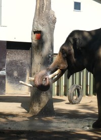 水を鼻で受け止めるマック