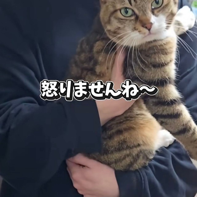 怒らないけれど甘えてもいない？（投稿からキャプチャ）