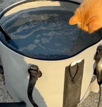 あっ！（動画からキャプチャー／提供：SHIMADAさん）