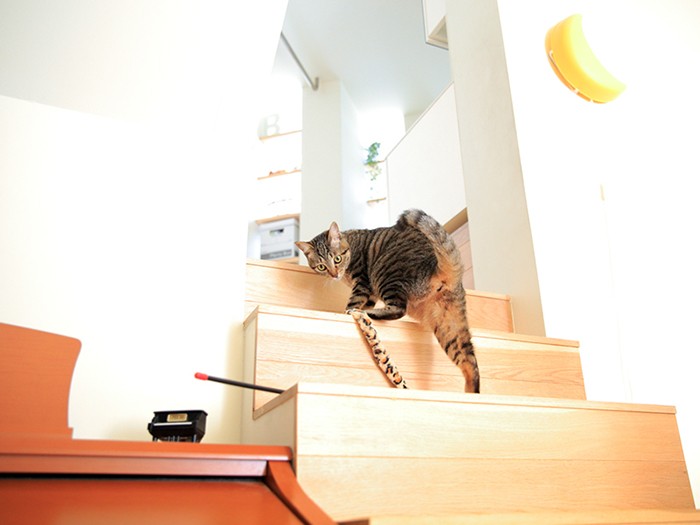 あめと遊んだよ