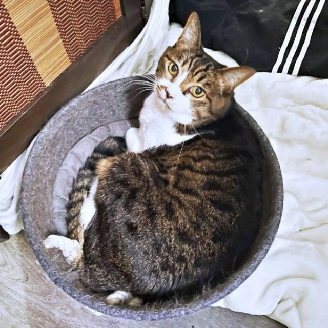 笑顔と癒やしをもたらしてくれたちーちゃん（画像提供：ミヤモトナオキさん）