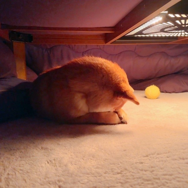 コタツから出たくないようこちゃん。お顔が熱くならないように守っています（画像提供：シバシバお豆さん）