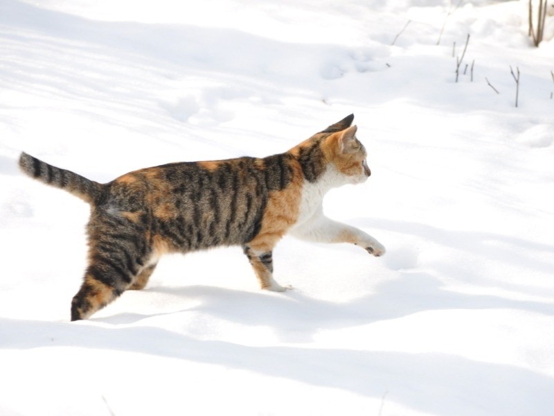 『俳句ねこ』（冬・新年）　ホーム社提供