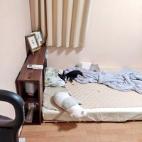 お迎えから3年、ベッドを独占して眠るみつ子ちゃん（画像提供：今日のぶんたとみつ子さん）