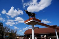 市川動植物園では、ヤギ空中散歩も見られるかもしれない