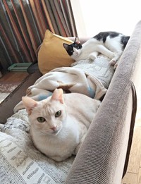先住猫のアメリちゃんとソファでくつろぐ朔ちゃん（画像提供：cittaちゃん）