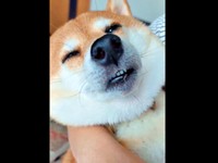 一瞬、カメラを向けられていることに気づいたすずちゃん（画像提供：入間川いぬ散歩会さん）