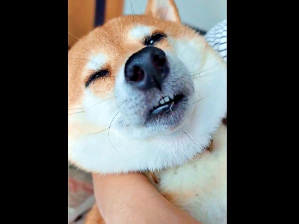 一瞬、カメラを向けられていることに気づいたすずちゃん（画像提供：入間川いぬ散歩会さん）