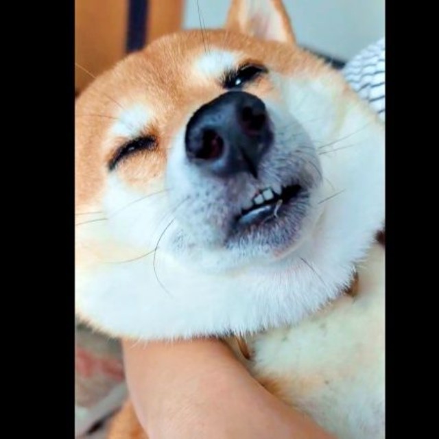 一瞬、カメラを向けられていることに気づいたすずちゃん（画像提供：入間川いぬ散歩会さん）