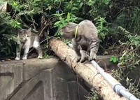 ねえ、頑張ってよ…振り返りながら子猫の一歩を促す母猫（YouTubeからスクリーンショット・一部をトリミングしています）
