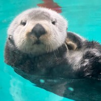 まゆっこさんによるリロくんの写真（写真提供：まゆっこさん）