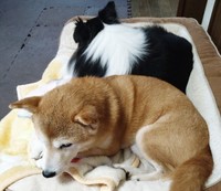 他のワンコが寝ているベッドに入ってきて占領するたく