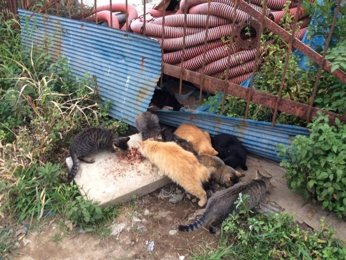 埼玉県の資材置き場に捨てられた猫たち。この中にチセも。（保護主さん提供）