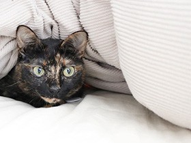 雨の中で鳴いていた子猫　泥まみれで救出、「我が子にするんだ」