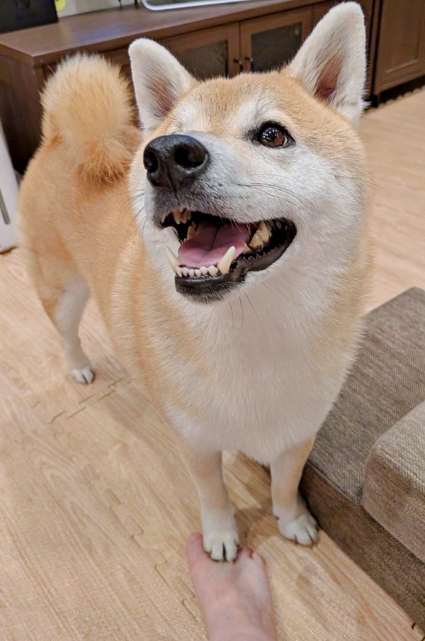 パパを見上げてニコッ！ 同時にママの足を踏む福助くん（画像提供：いぬのふくすけ（ハンサム）さん）