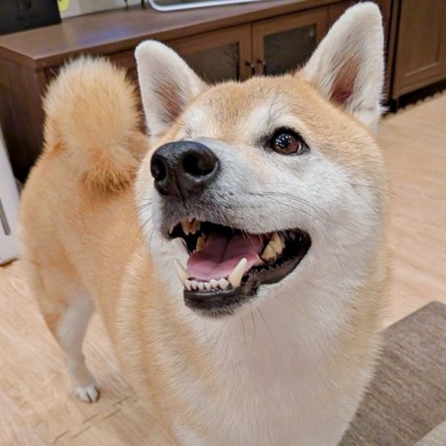パパを見上げてニコッ！ 同時にママの足を踏む福助くん（画像提供：いぬのふくすけ（ハンサム）さん）