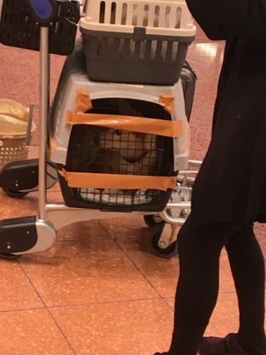 今年５月、飛行機で羽田に着きました