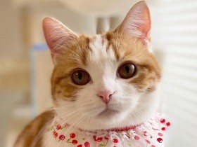 かわいいでしょ？　スコ「はな」、お気に入りのさくらんぼのスタイでおめかし