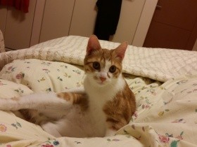 きなこには兄弟がいた！　鬼退治には行っていない、あまあま猫の桃太郎