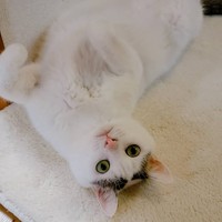 リボンの柄以外は真っ白、美猫です！