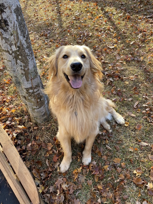 繁殖引退犬だったユズちゃんと再会できたジンくん（提供写真）