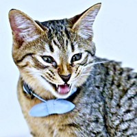 保護時、必死で身を守ろうとしていたれんれんくん（画像提供：キジあにゃさん）